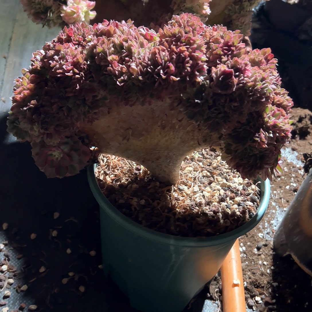 万圣节白锦老桩厚板整版