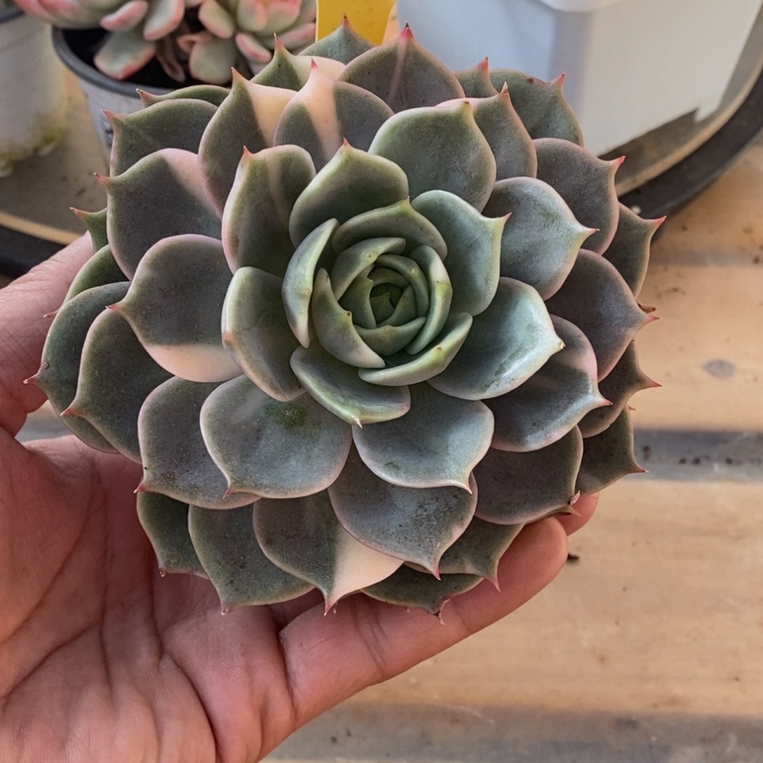 054贝加尔湖哈哈哈哈