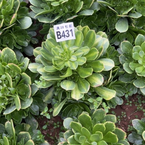 431琉璃翡翠不包断枝