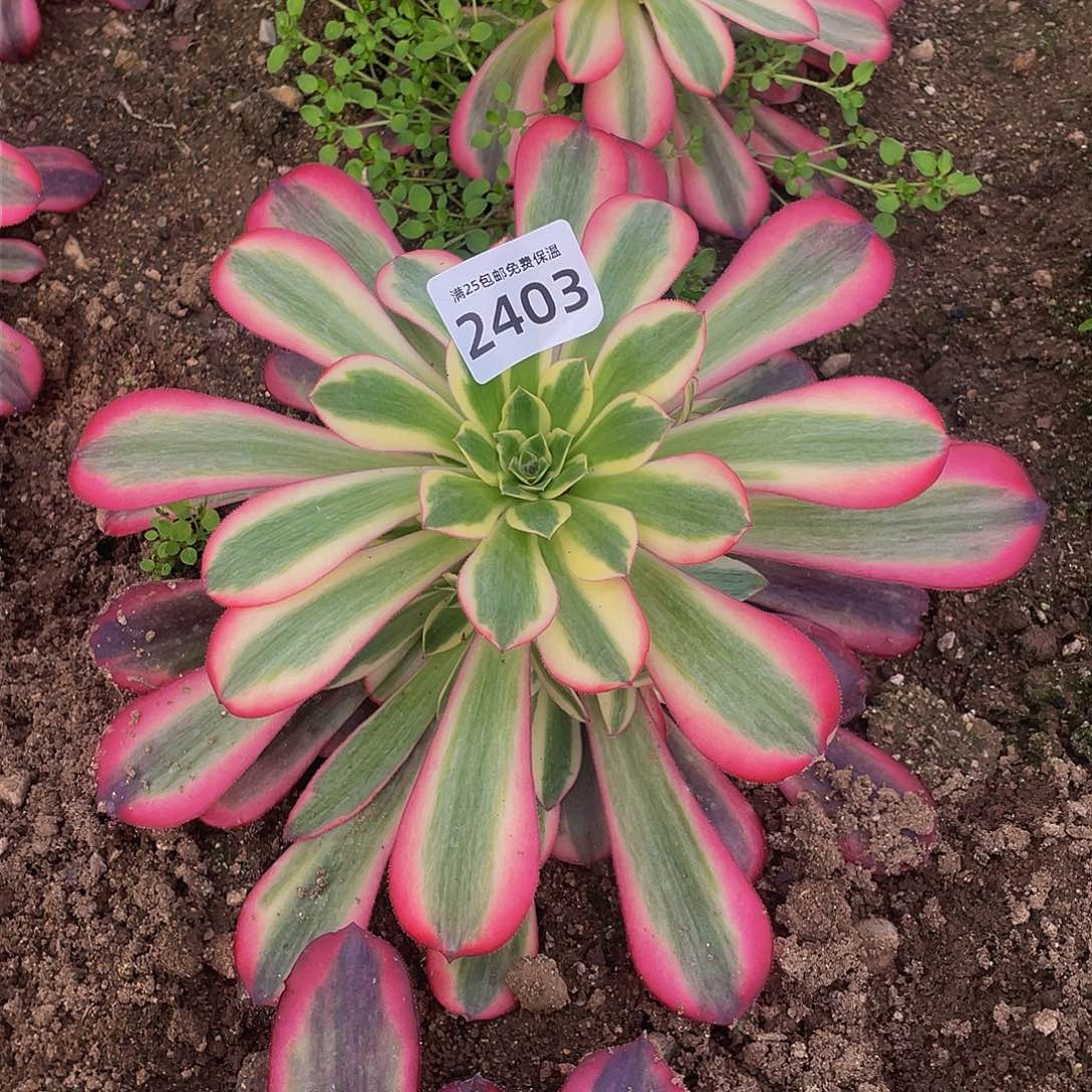 2403美杜莎多肉植物