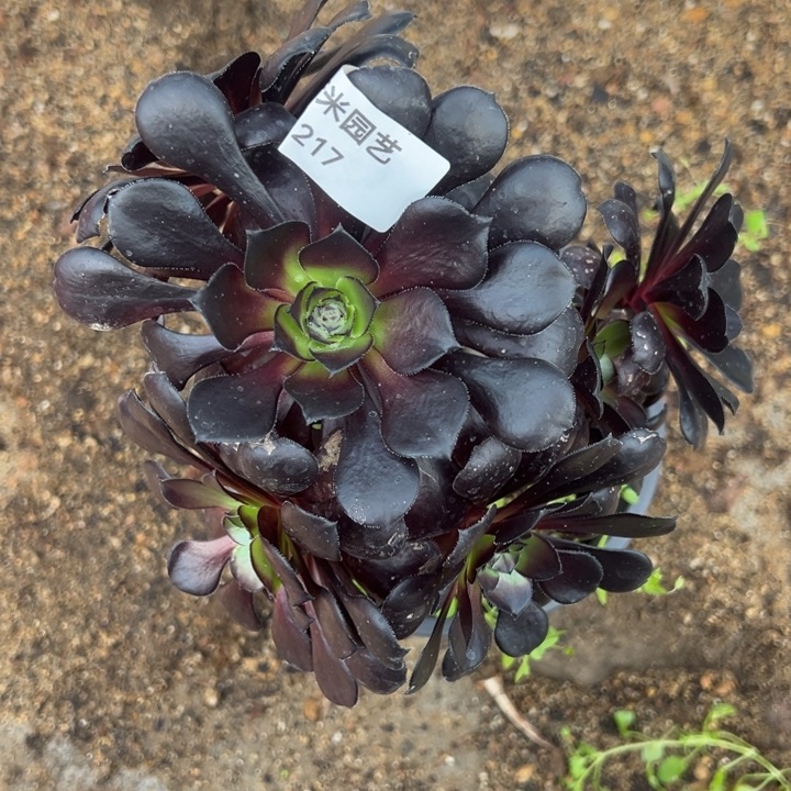 *****黑珍珠多肉植物217