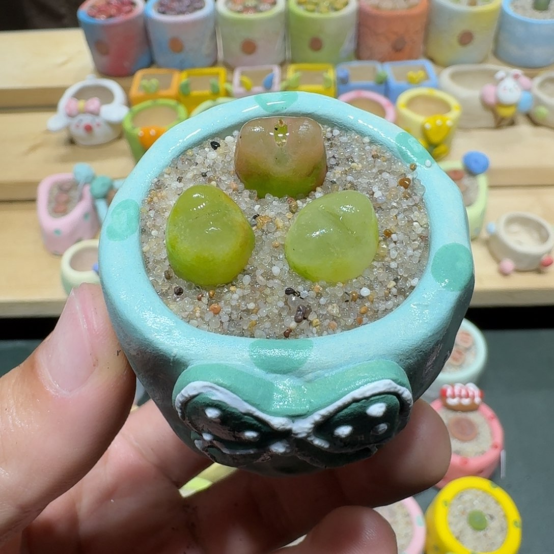 红陶蘑菇421毛汉尼