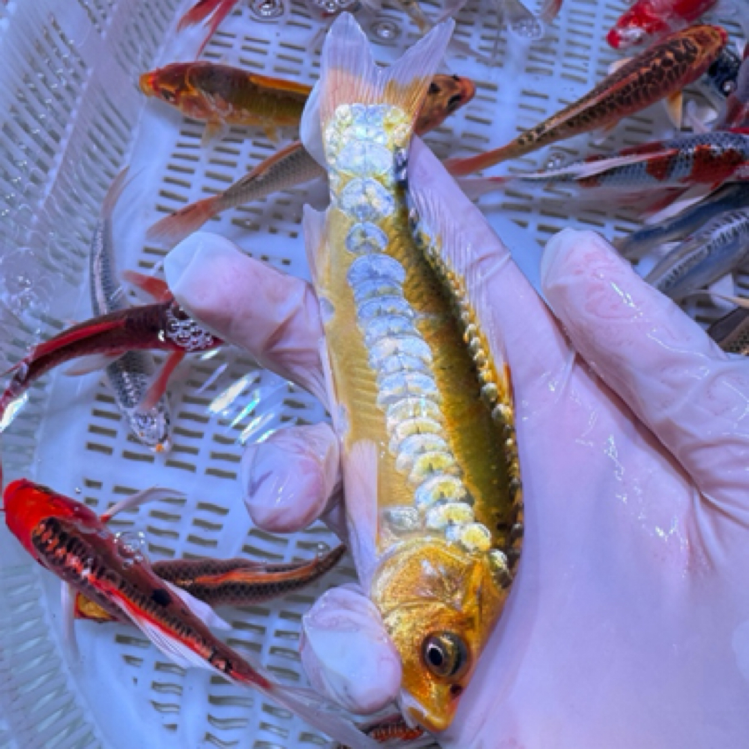 34尾【德系血统锦鲤混搭】水族活体 冷水观赏鱼