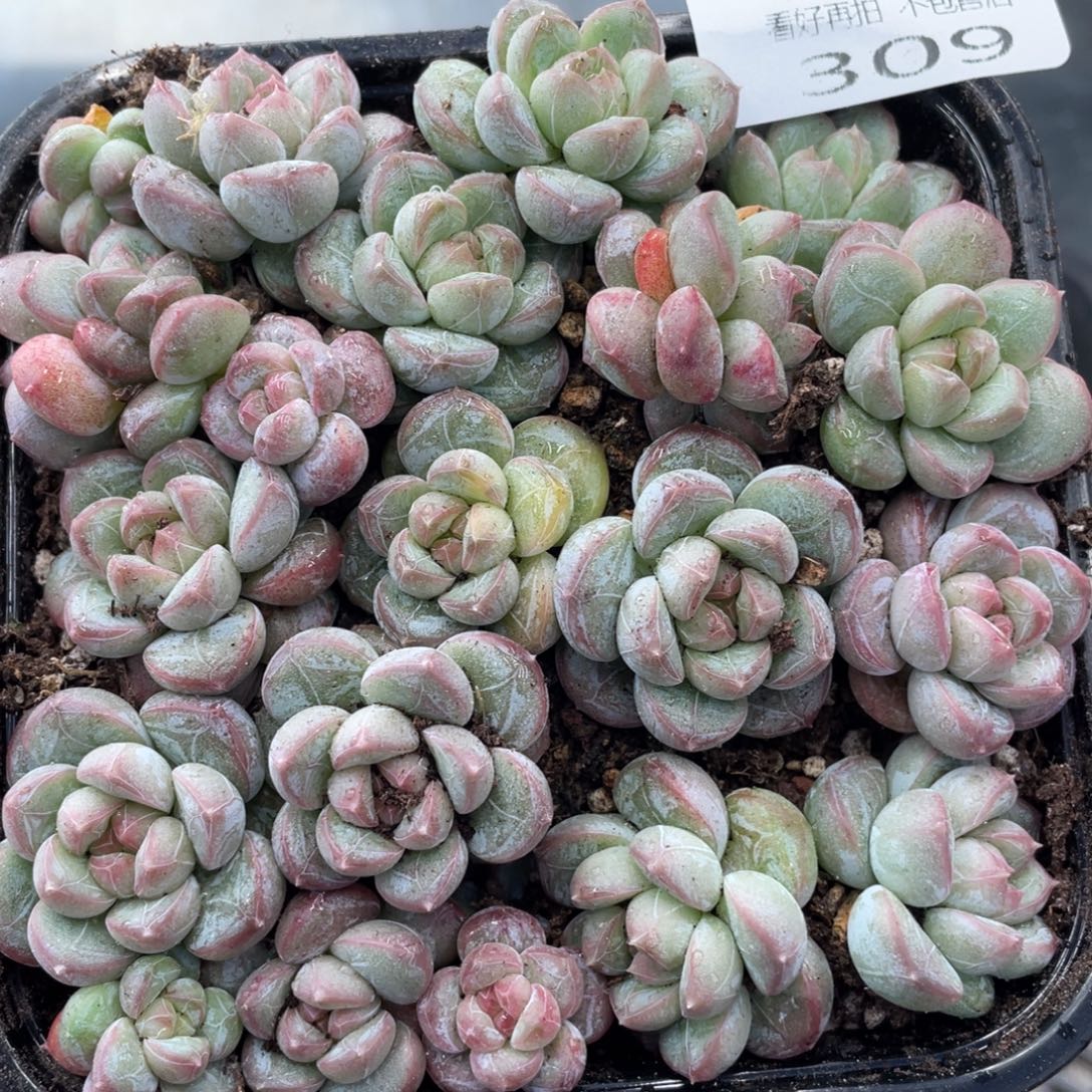 云糖心多肉植物309