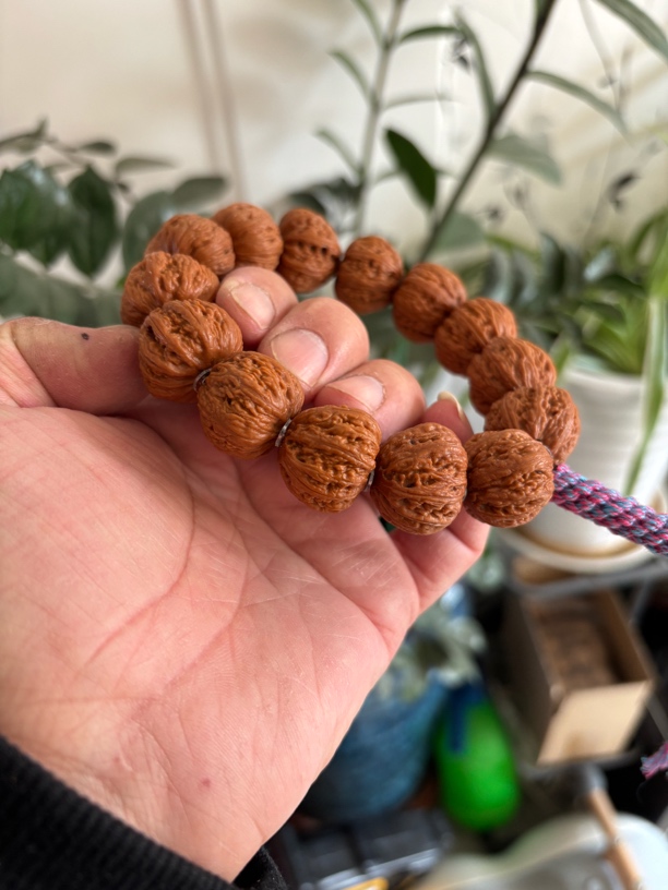 粗筋纹京八棱野生秋子小核桃