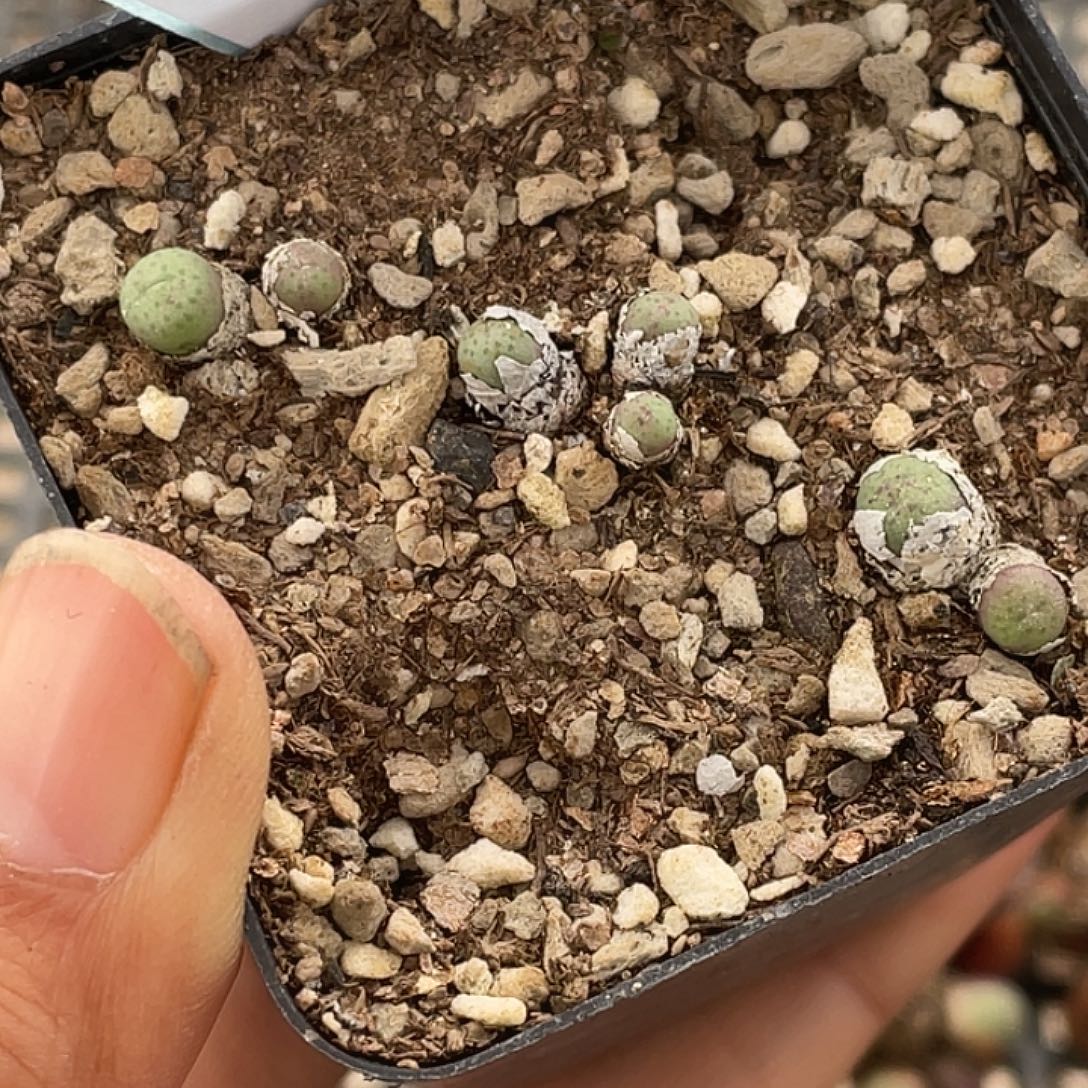 珠***^10-132肉锥多肉植物