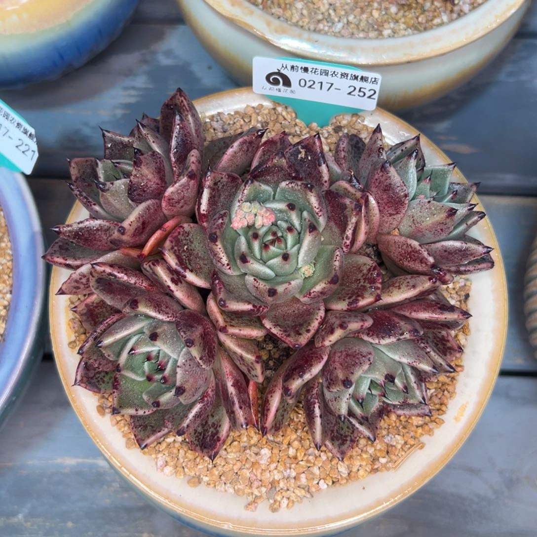 多肉一物一拍0217-252黑龙