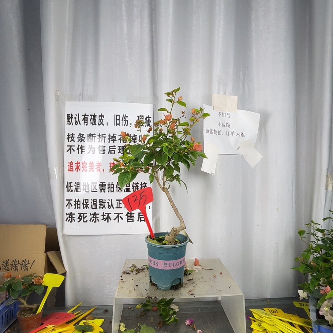 当前无花栽培后可以开花135橙粉公主桩