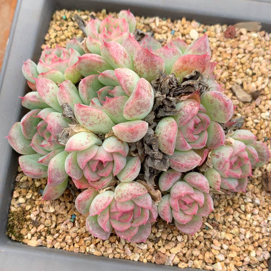 550杂交多肉植物12冠
