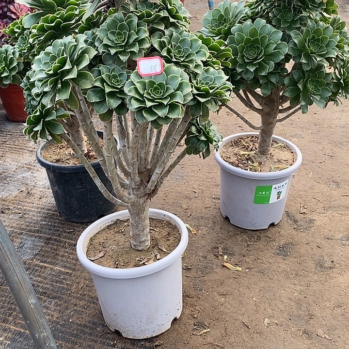 15，绿法师多肉法师多肉法师