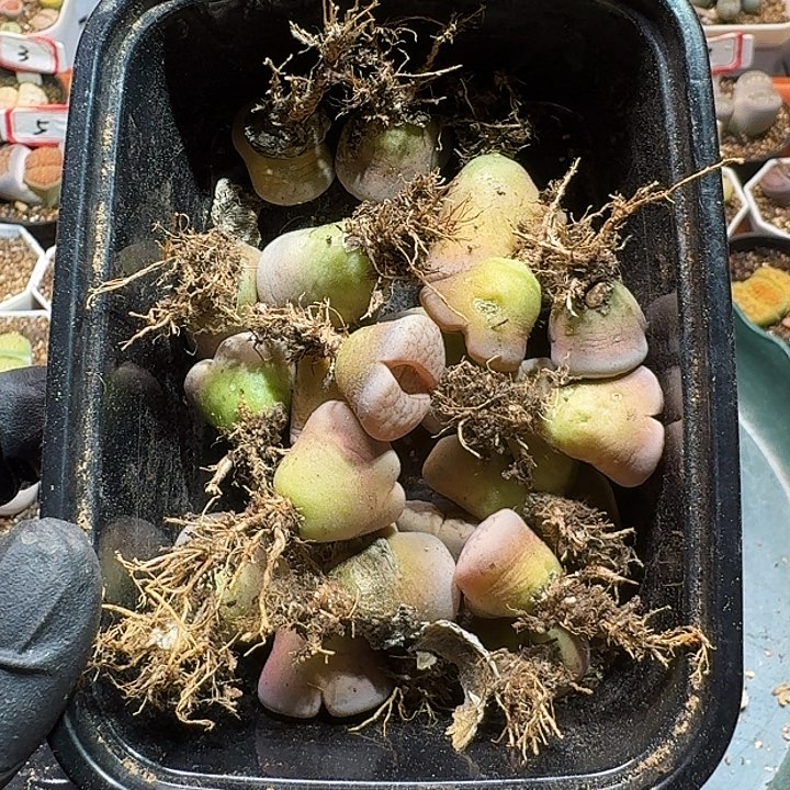 生石花1111111。   367