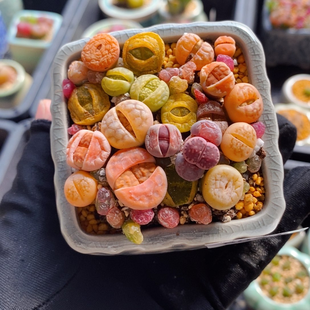 l**a6994--一物一拍 不带盆