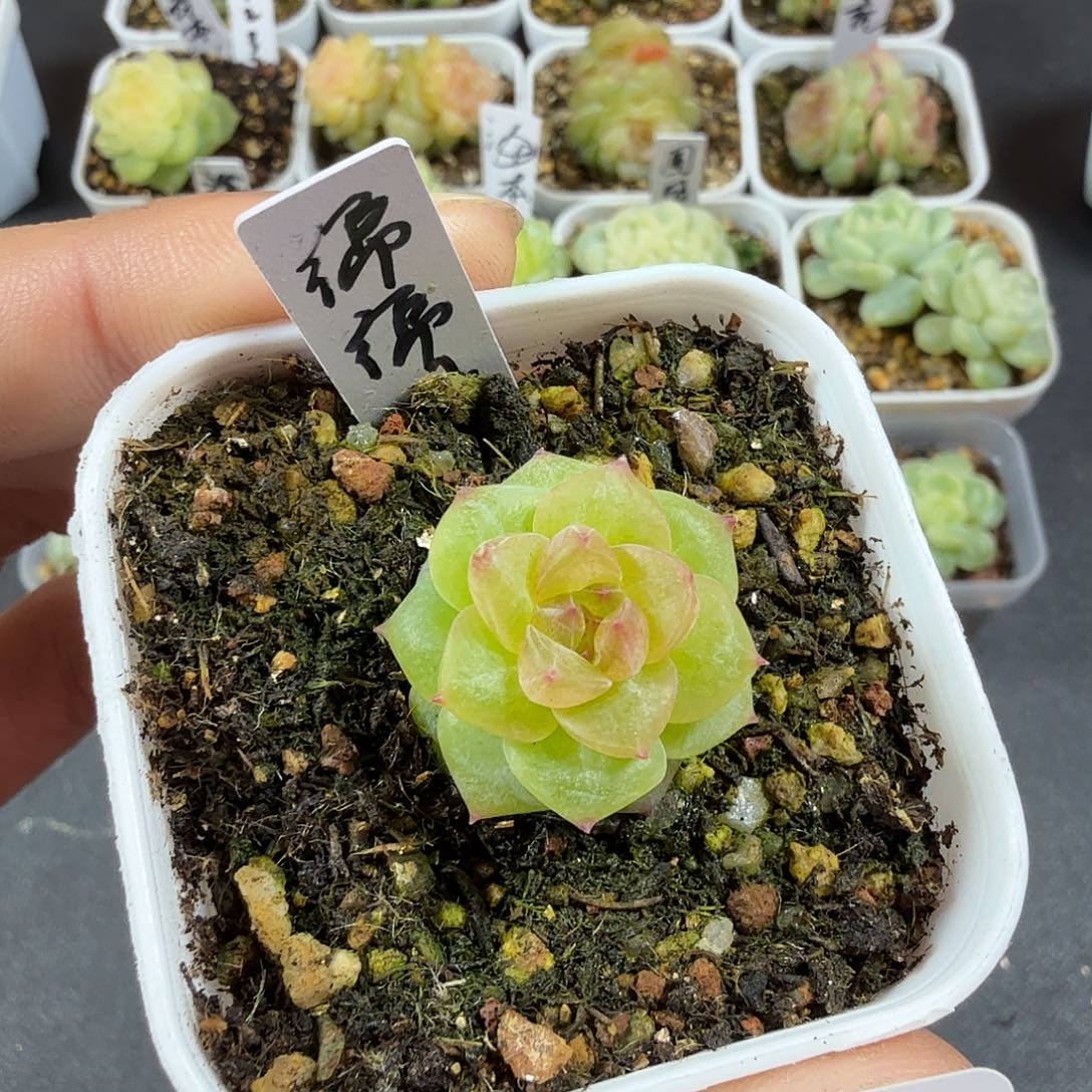 青***宝绵绵冰一物一拍183