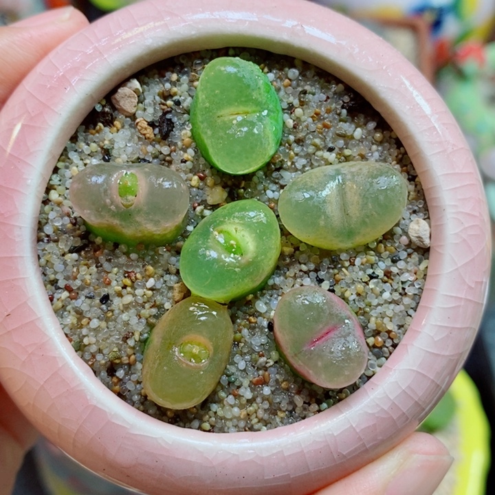 生石花喜干少浇水510