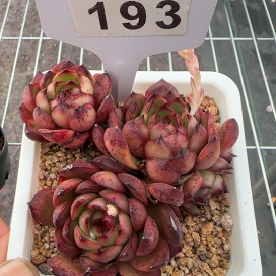 193 一物一拍多肉