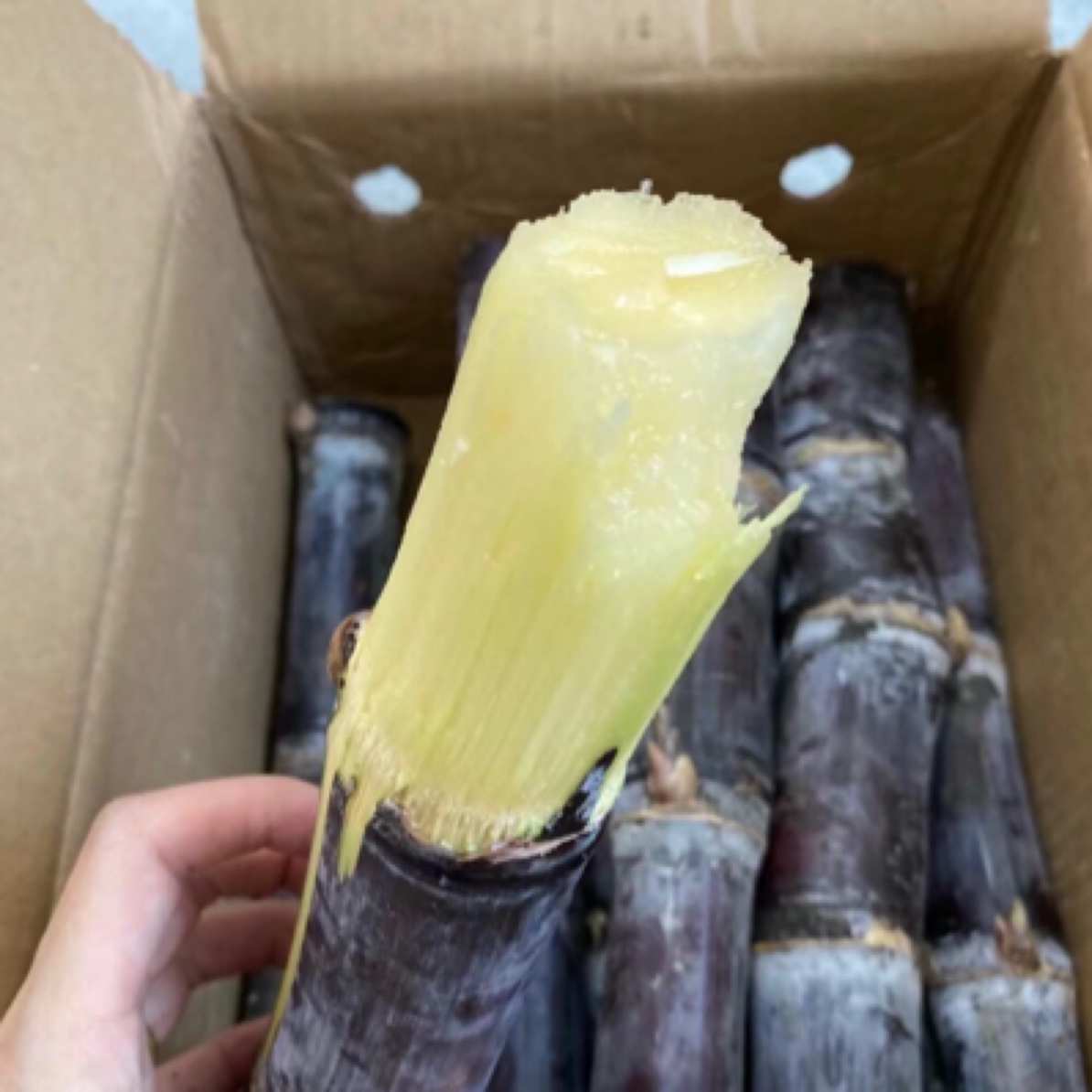 【今天拍明天到】新疆包邮广西正宗黑皮甘蔗包甜泡水煮茶