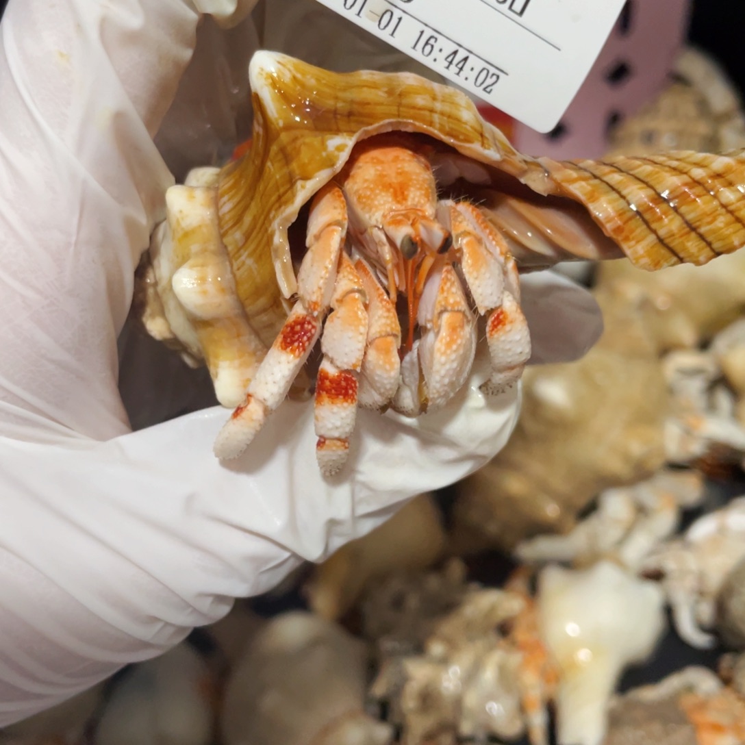 *****蜗居异宠寄居蟹0507，白草再生尖