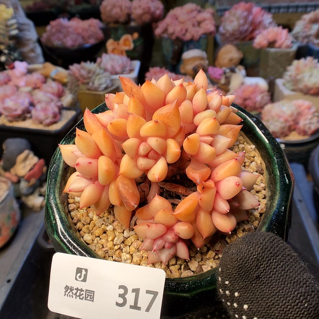 317象牙多肉植物666