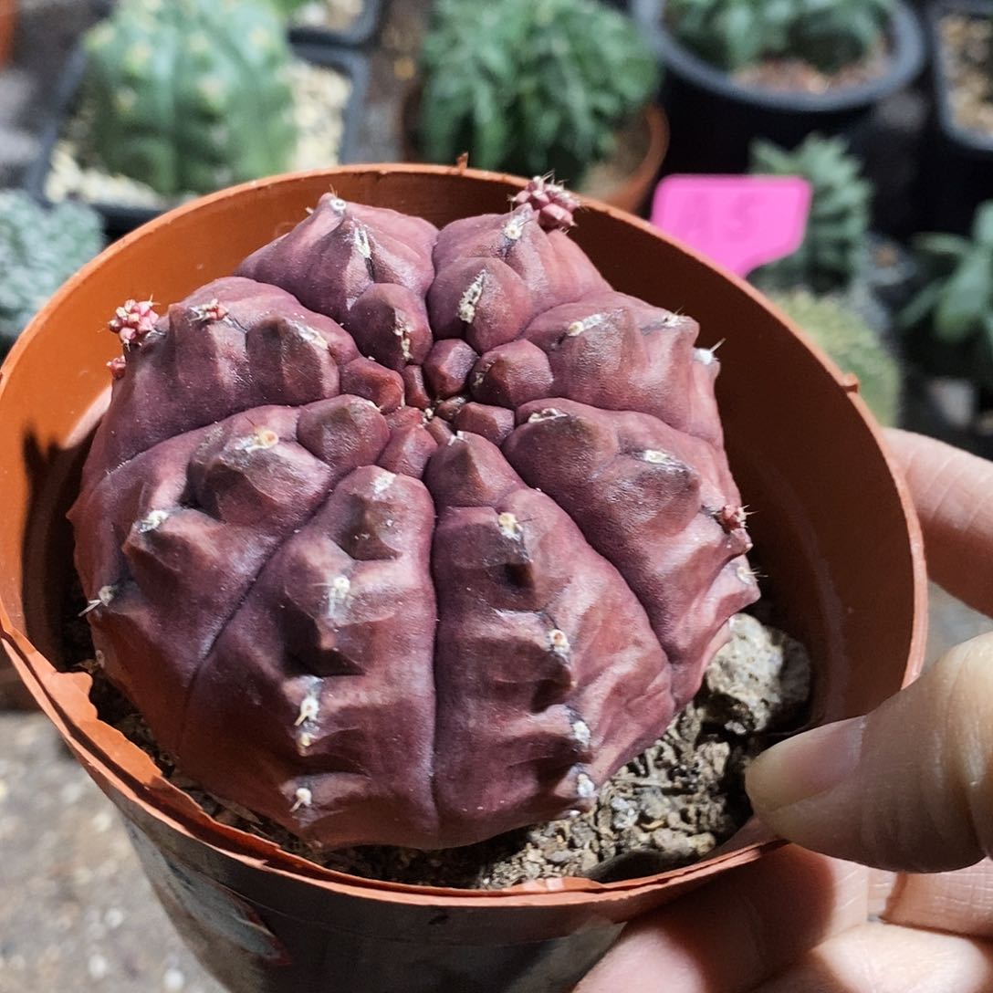 花花草草花花草草