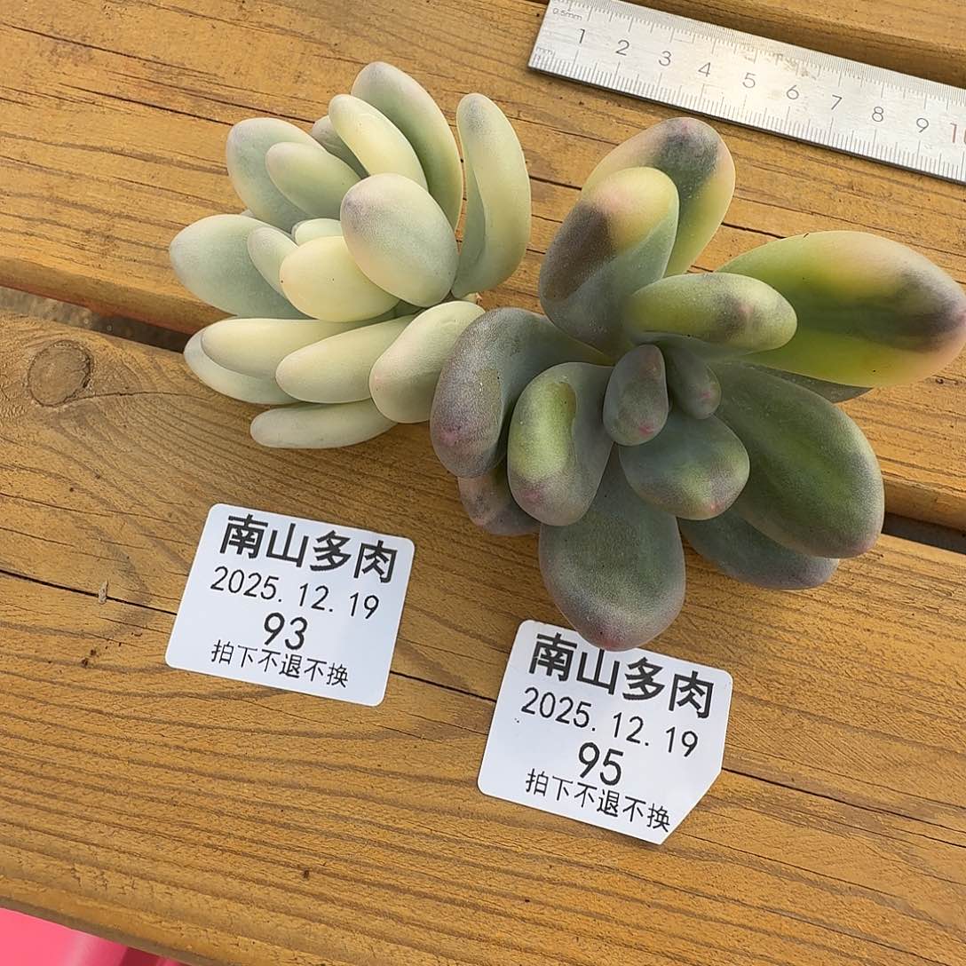 &***白美人杂头盖和奶酪锦111219-93-95