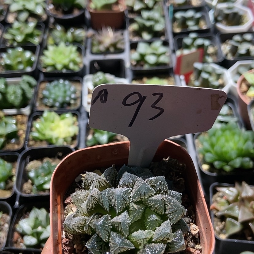 【闪购商品】93魔刺