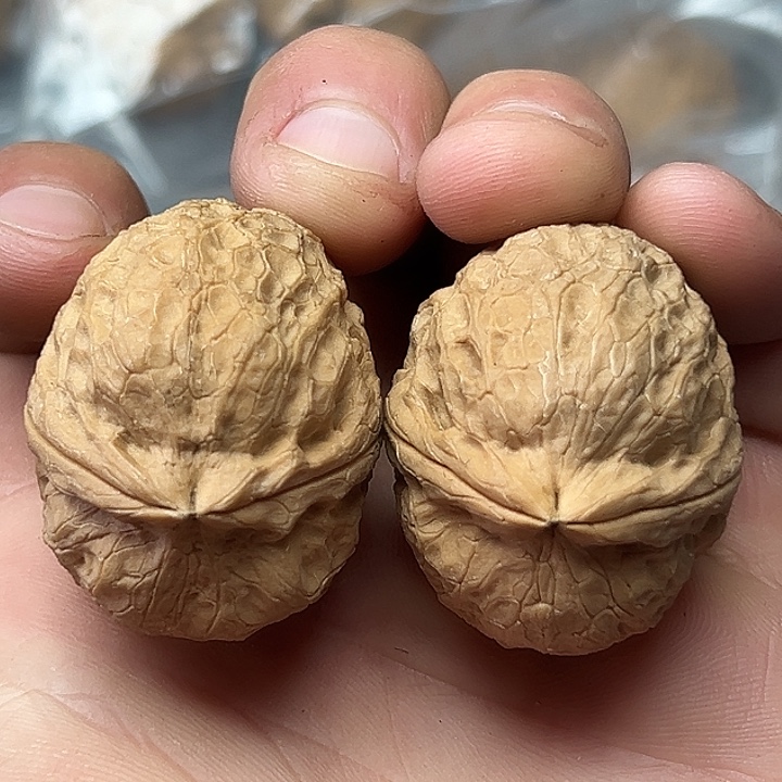 核桃29号粗筋龟甲38尺