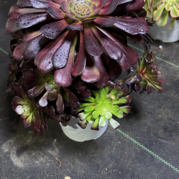 瑞妈一物一拍383