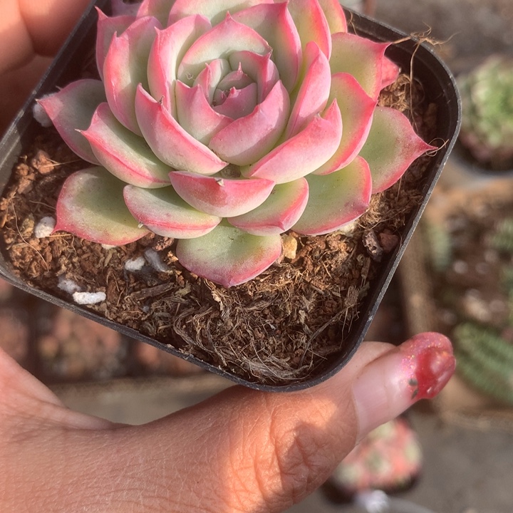 侧影。（满9.99包邮不满9.99发空盆）