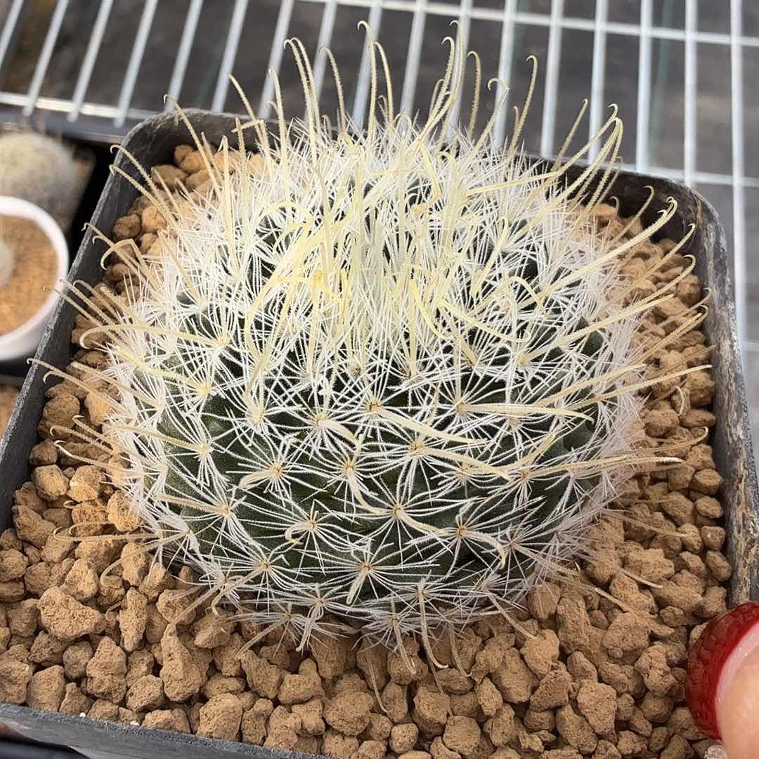 阿***哒实生阳炎脱土发货