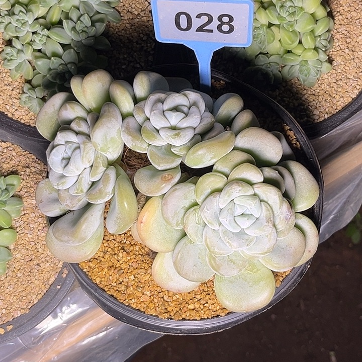@***月多肉植物玉麒麟028