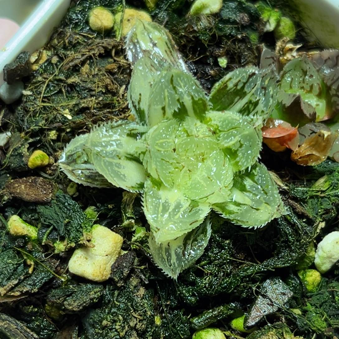 恭喜发财大吉大利0375