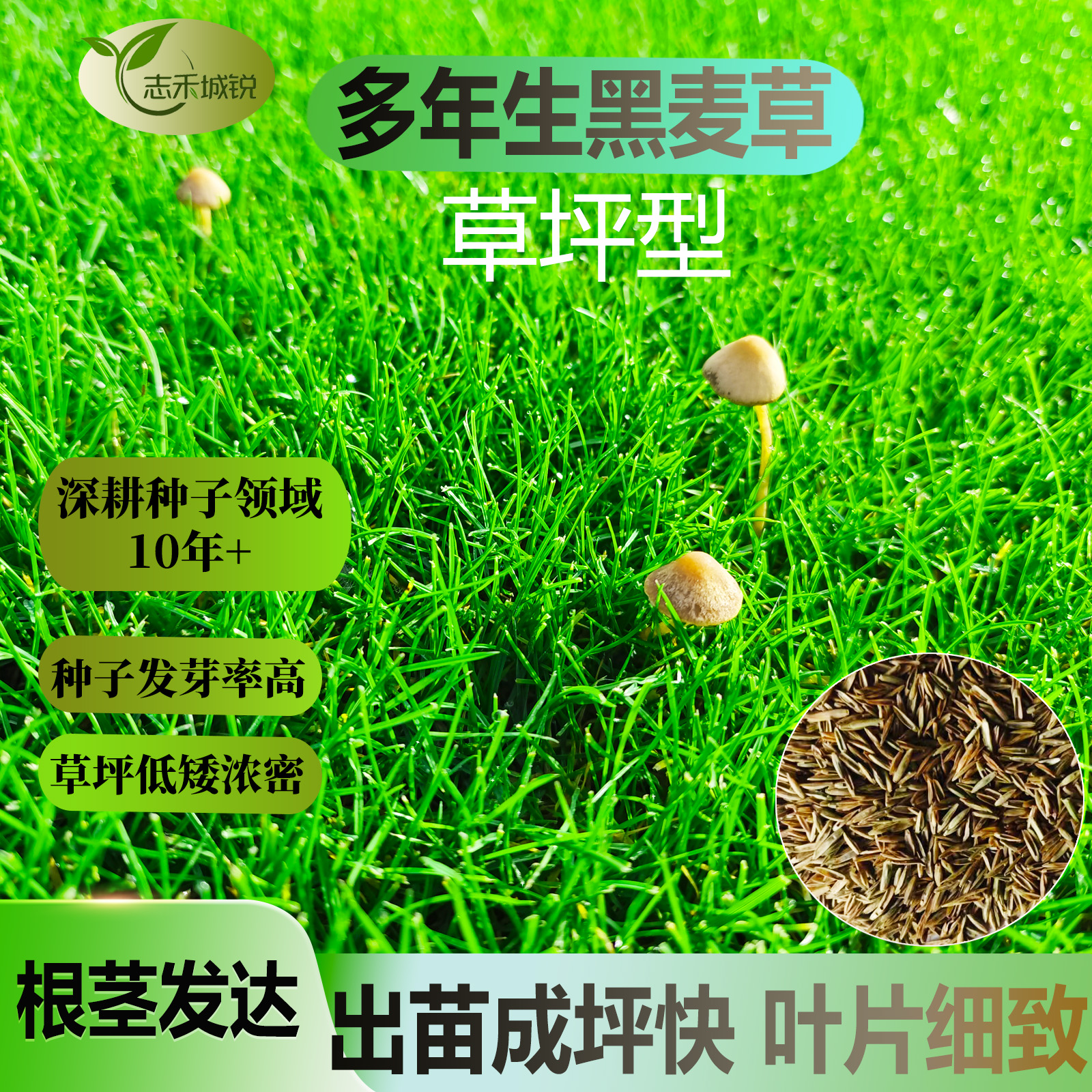 志禾城锐多年生黑麦草种子【草坪型】成坪速度快颜色深绿低矮浓密