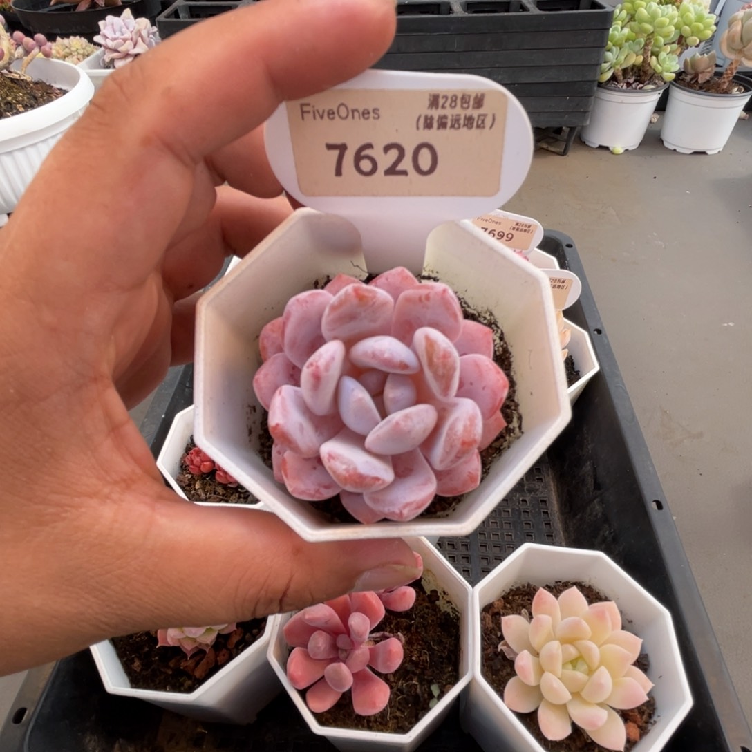 7620冰橙4.0厘米