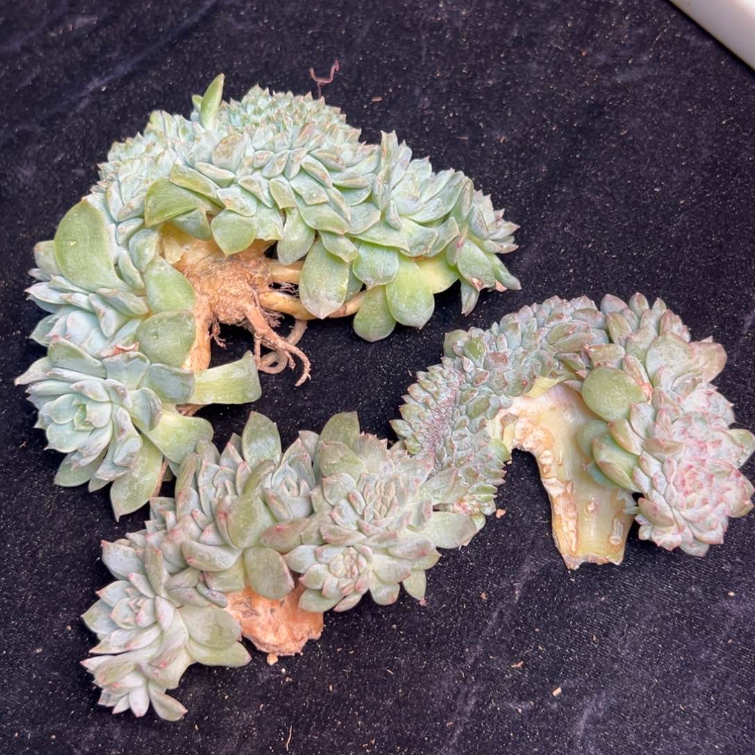 新年快乐 新年快乐 新年快乐