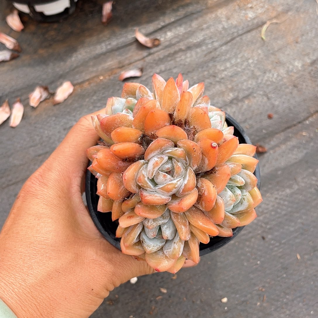 木***易184多肉植物多肉植物