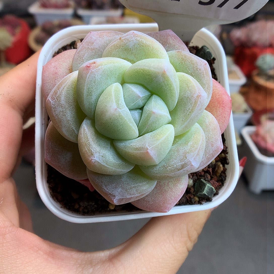 377肥肥冰玉多肉植物