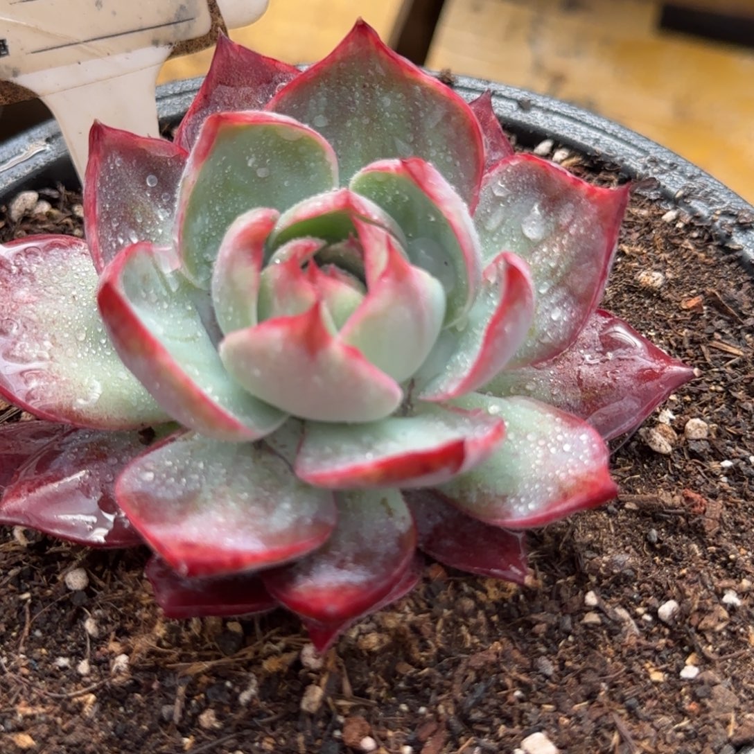 惊鸿一物一拍包装收缩花旱849