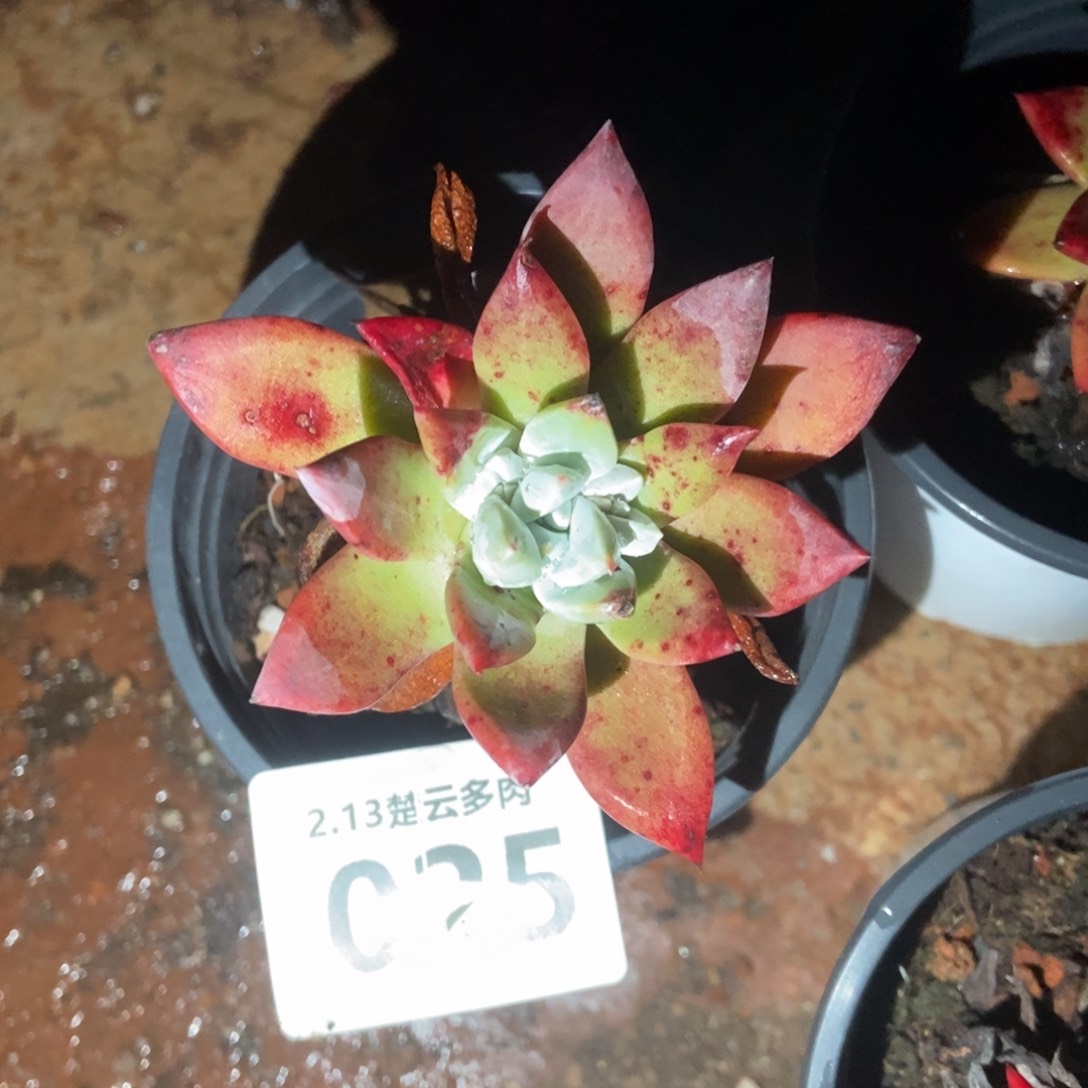 025厚叶玫瑰多肉植物