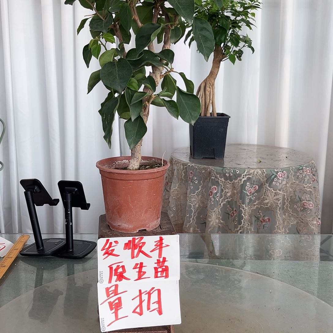 当前无花栽培后可以开花皇后掌中宝一颗