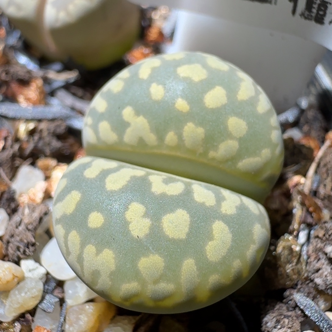 Sss精品生石花580