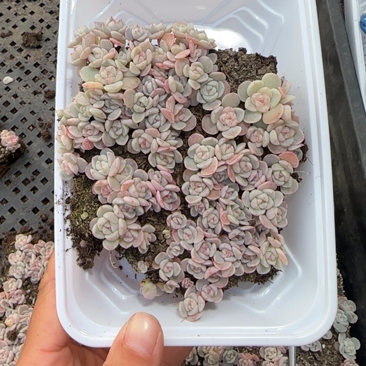 一***～64号白体种播苗一盒