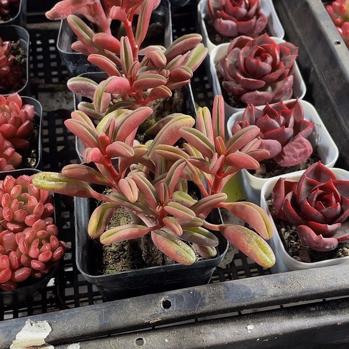 红背椒草带盆土发