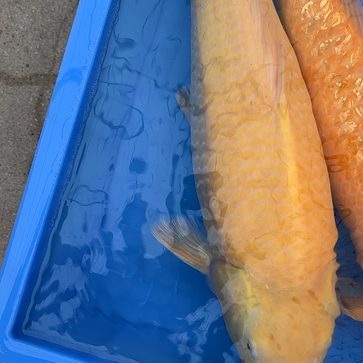 海水鱼赤目芒果介子
