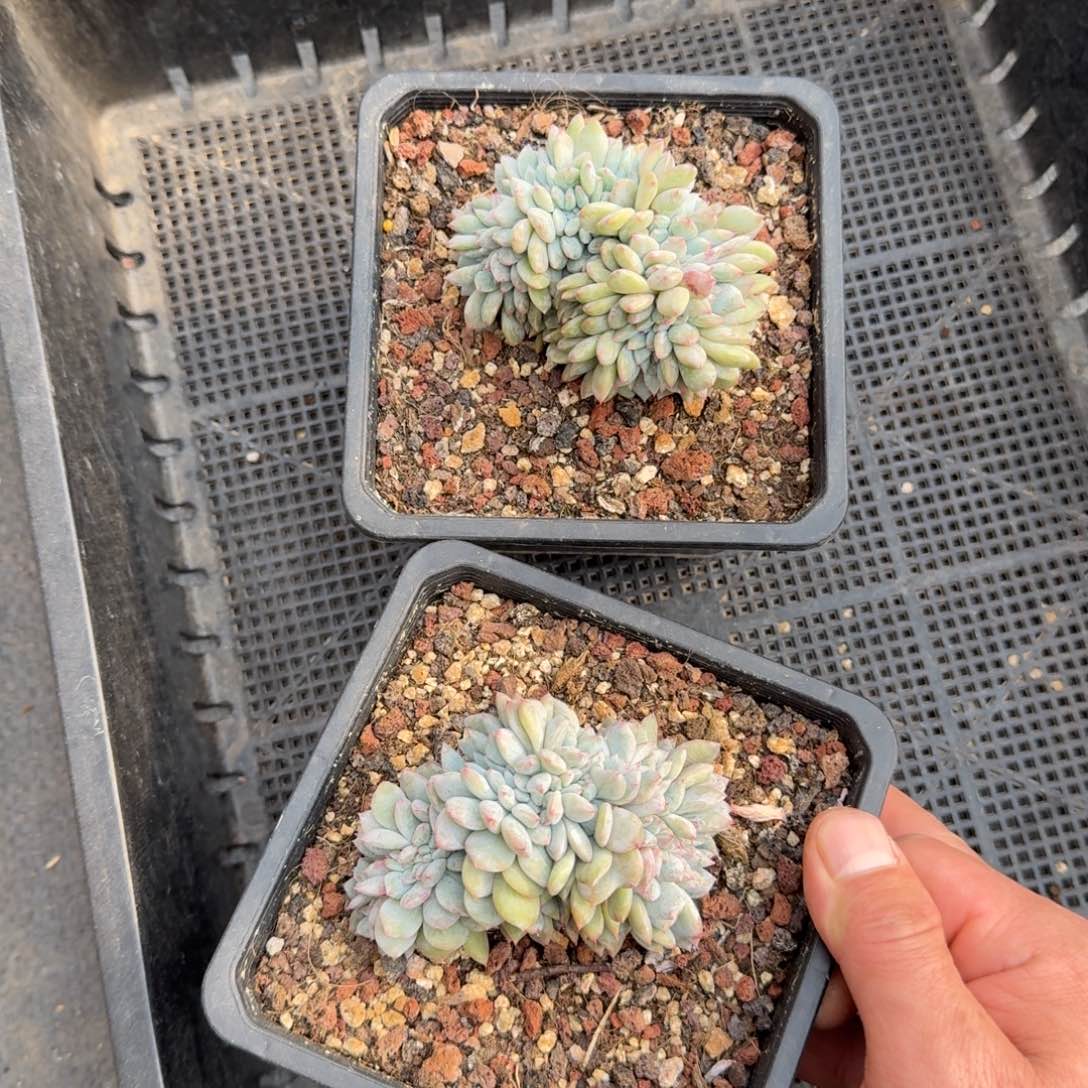 2颗一起一物一拍的