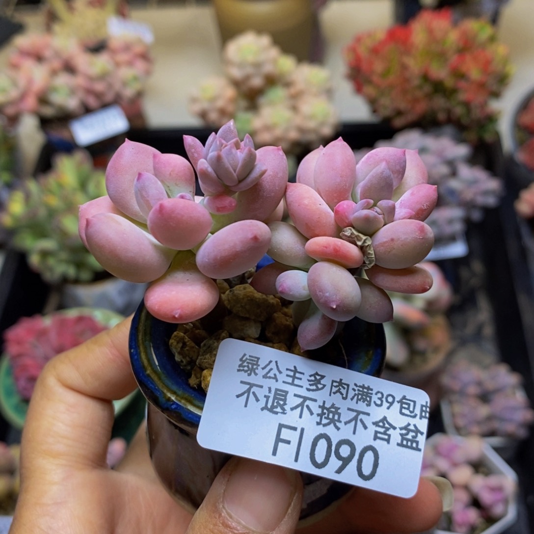 090苹果奶四代多肉5cm