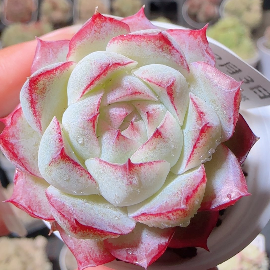 花语多肉1203-21女王