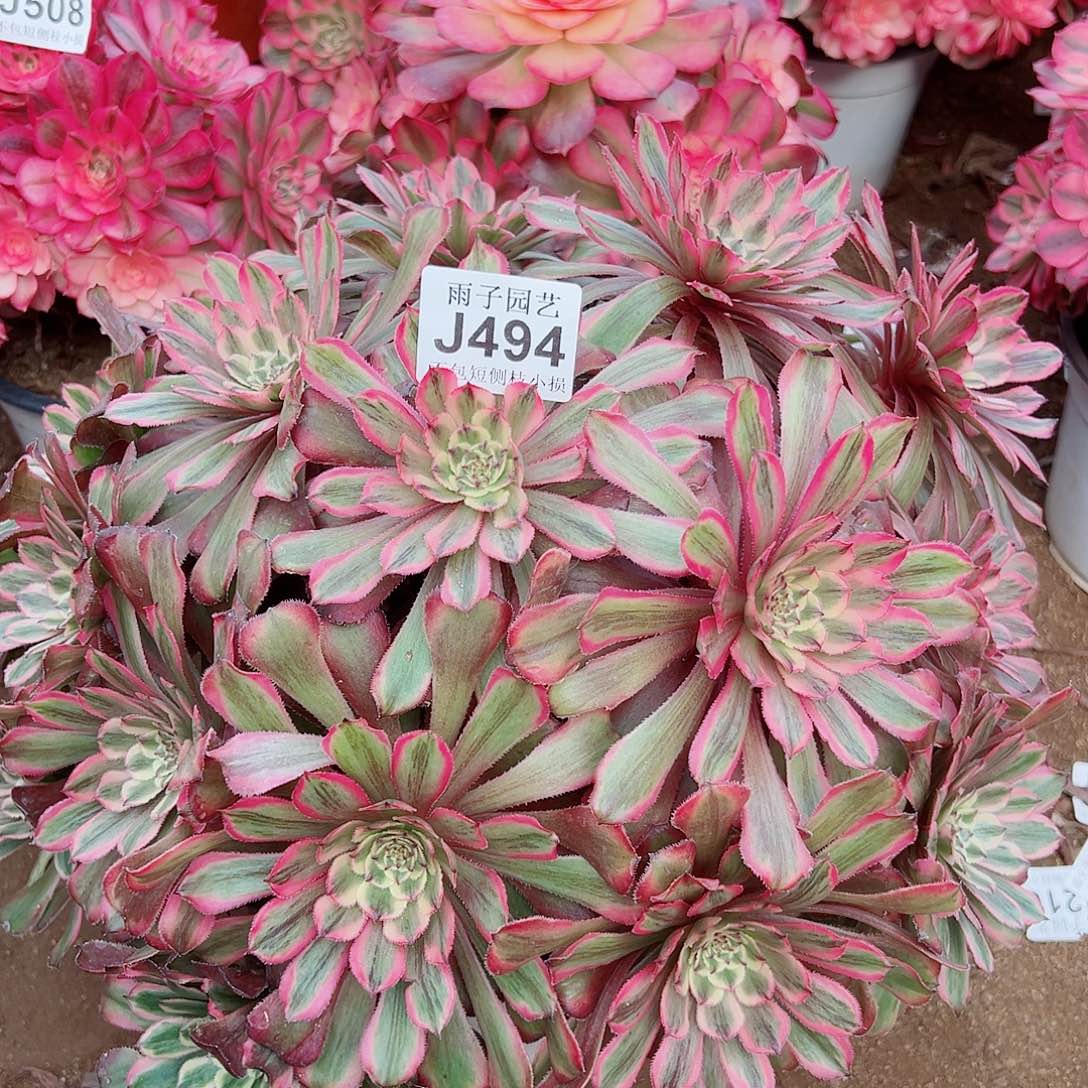 494粉霞尺寸40左右