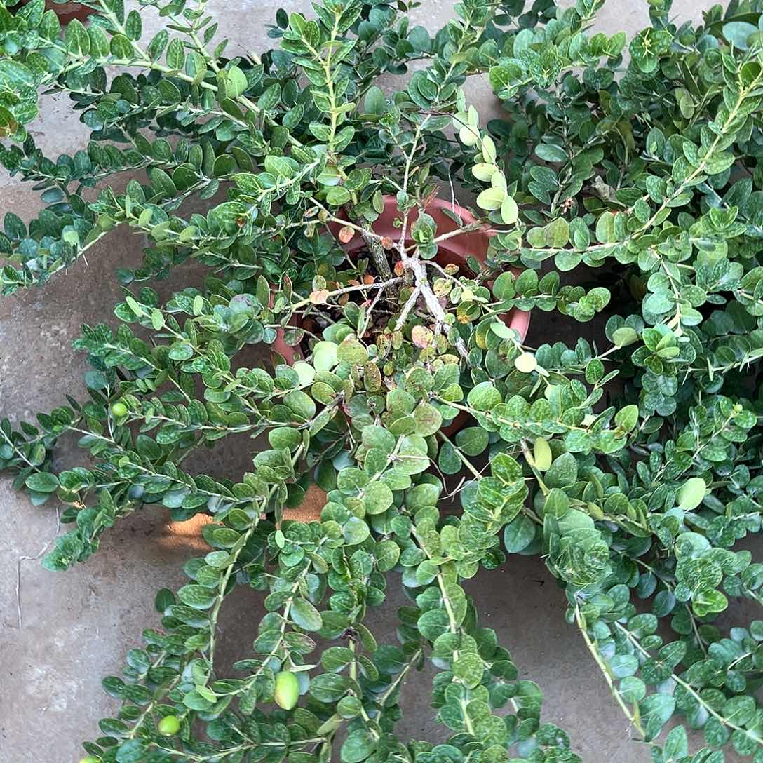 无花朵用****4果树