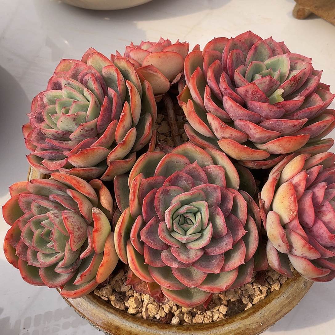 晨露有砍多肉多肉