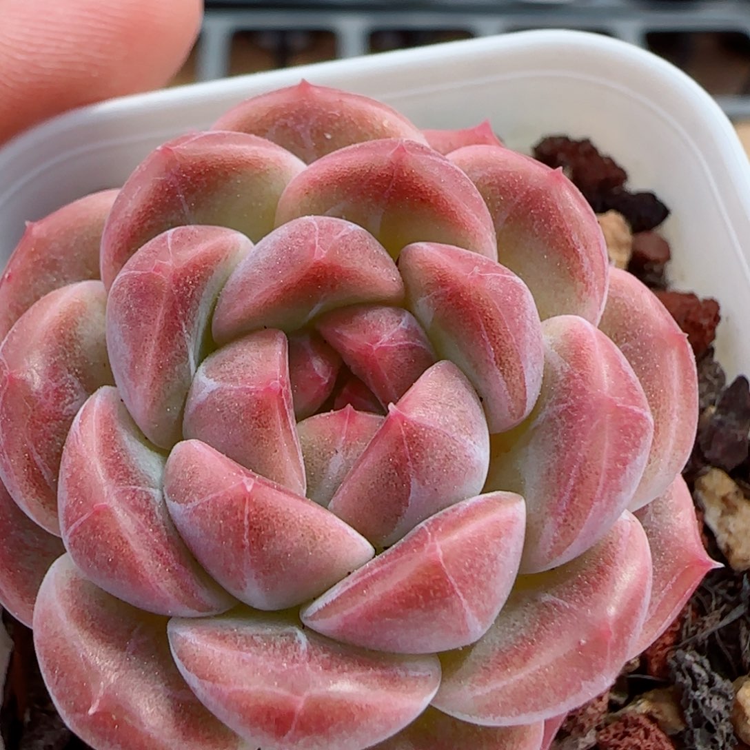 花语逸镜0326-276